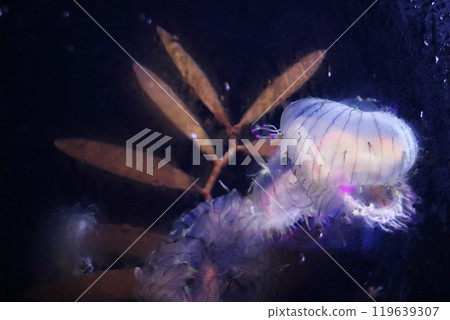 Jellyfish swimming in the aquarium Jellyfish swimming in the aquarium 119639307