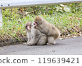 A couple of Japanese macaques grooming each other on the street 119639421