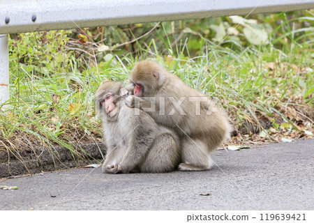 幾隻日本獼猴在街上梳理自己的毛髮 119639421