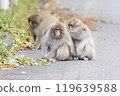 A couple of Japanese macaques grooming each other on the street 119639588