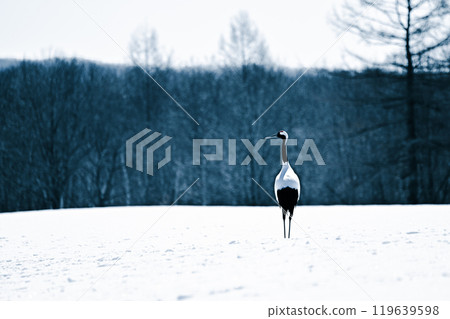 Red-crowned cranes arrive on the land of Hokkaido 119639598