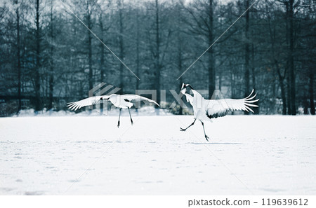 The red-crowned cranes that arrived in Hokkaido perform a courtship dance. The red-crowned cranes that arrived in Hokkaido perform a courtship dance. 119639612
