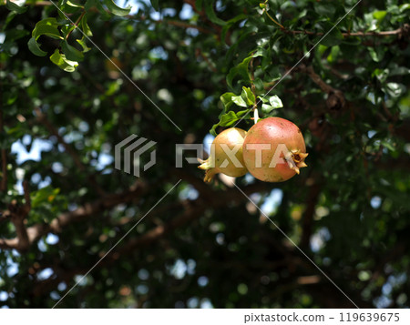 Pomegranate in the sunlight (a pomegranate with two fruits at the end of the branch) Pomegranate in the sunlight (a pomegranate with two fruits at the end of the branch) 119639675
