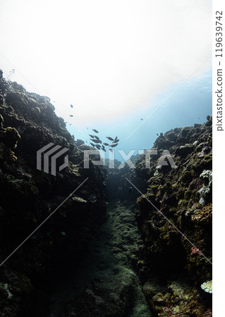 宮古島的水下風景 119639742