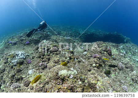 宮古島的水下風景 119639758