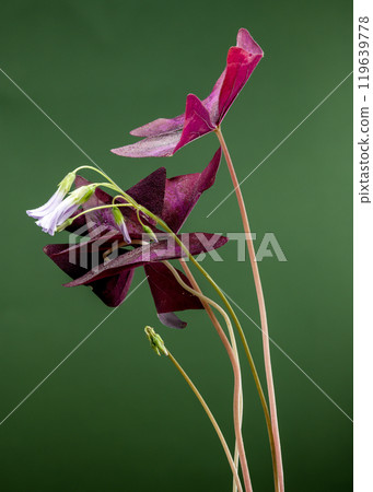 Blooming false shamrock on a green background Blooming false shamrock on a green background 119639778