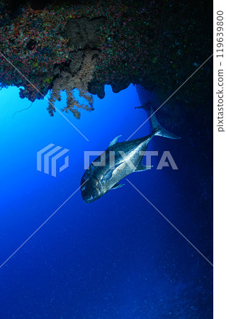 Giant trevally, underwater scenery, Miyakojima 119639800