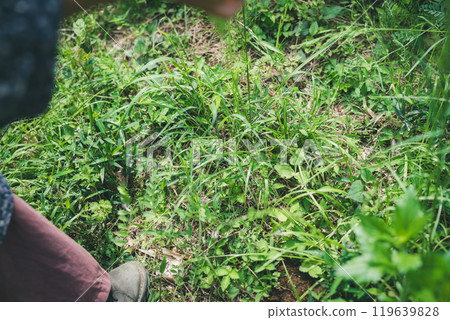 The feet of a woman walking through the bush The feet of a woman walking through the bush 119639828