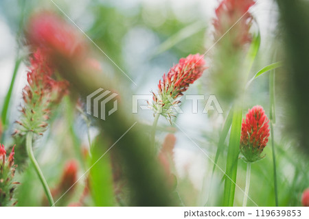 Strawberry candle 119639853