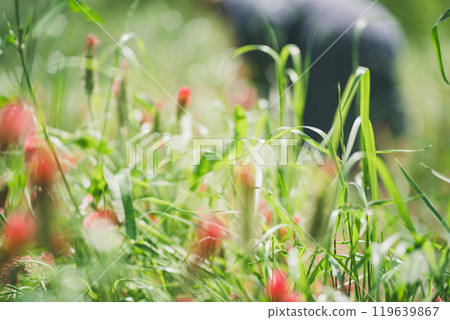 A woman picking flowers for a strawberry candle 119639867