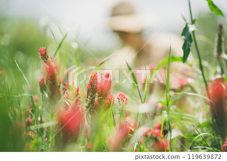 Flower farmers harvesting strawberry candles 119639872