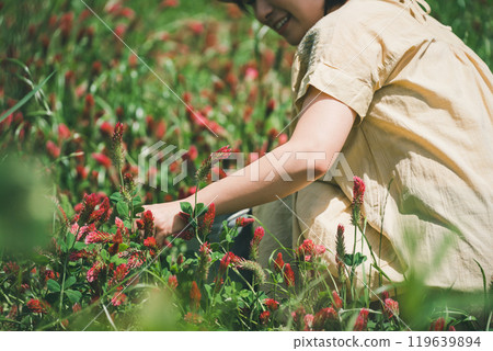 Strawberry candle flower picking 119639894