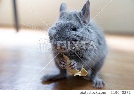 德古吃的食物 119640271