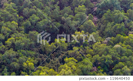 beautiful green trees in a dense deciduous forest, aerial view beautiful green trees in a dense deciduous forest, aerial view 119640450