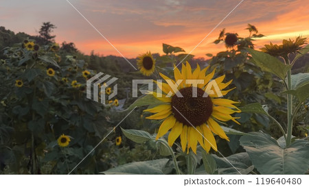 Sunset and sunflowers in the mountains 119640480