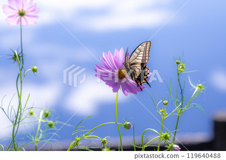 A swallowtail butterfly sucking nectar from a cosmos flower and a reflection of the blue sky 119640488