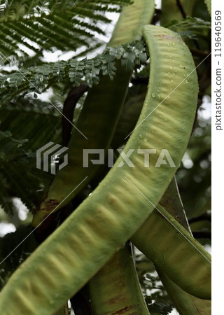 Large Phoenix Fruit 119640569