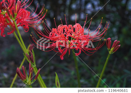 Beautiful spider lily close-up Beautiful spider lily close-up 119640681