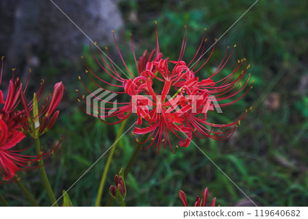 美麗的紅蜘蛛百合特寫 119640682