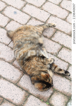 說謊在地面上的野生貓 說謊在地面上的野生貓 119640697