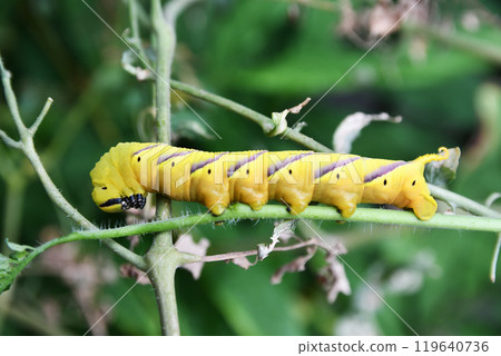 Caterpillar sparrow larva 119640736