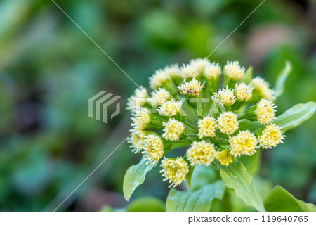 Blooming butterbur sprouts 119640765