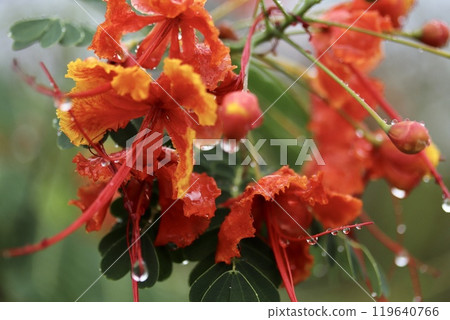 Bright scarlet phoenix tree flowers wet with rain 119640766