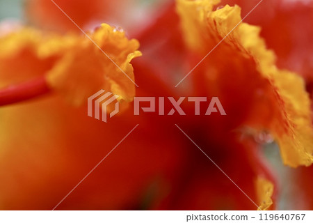鮮紅的鳳花被雨淋濕 119640767