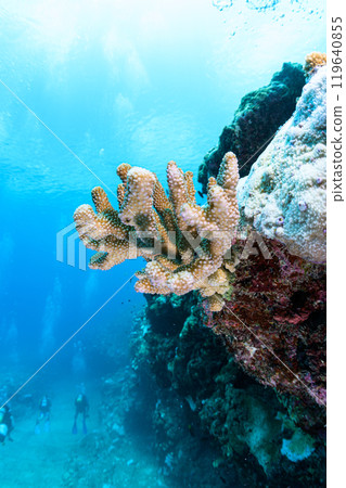 宮古島的水下風景 119640855