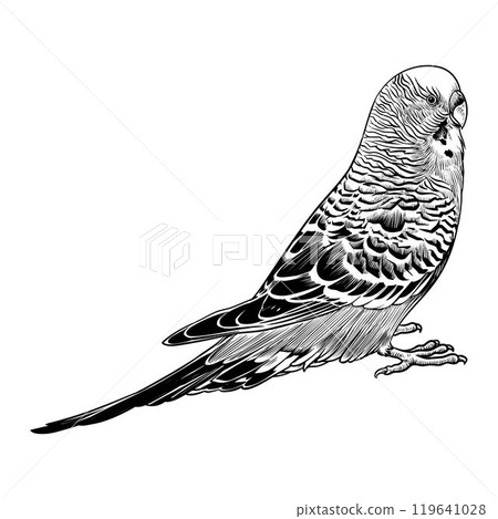 Melopsittacus undulatus vector sketch. 119641028