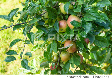 Red apples on the green tree. Garden harvest. Red apples on the green tree. Garden harvest. 119641364