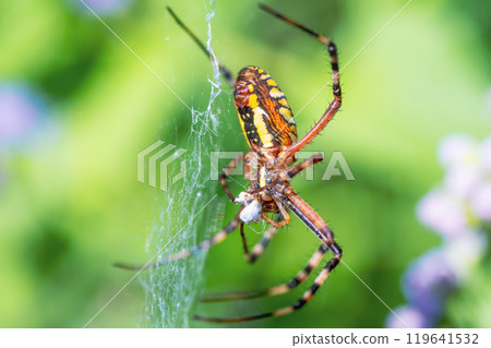 Orb spider capturing its prey 119641532