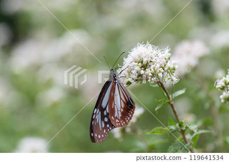 Traveling butterfly Chestnut tiger Traveling butterfly Chestnut tiger 119641534
