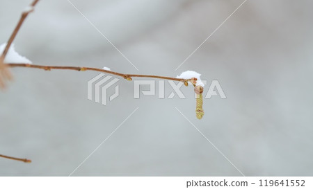Hazel Catkins On A Tree Twig Covered With Snow And Ice On Sun Background. Hazel Catkins On A Tree Twig Covered With Snow And Ice On Sun Background. 119641552