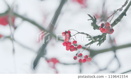 New Year And Christmas Holiday. Background With A Mountain Ash Cluster In Snow. 119641554