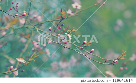 Spring Floral Concept. Spring Blossom Tenderness. Spring Seasonal Floral Background. 119641614