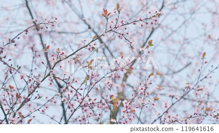 Pink Sakura Flowers On A Branch At Sunny Day. Full Bloom A Spring Season. Pink Flowers On A Spring Tree. Pink Sakura Flowers On A Branch At Sunny Day. Full Bloom A Spring Season. Pink Flowers On A Spring Tree. 119641616
