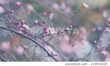 Beautiful Spring Pink Cherry Plum Blossom Background. White Pink Flowers In Spring. 119641628