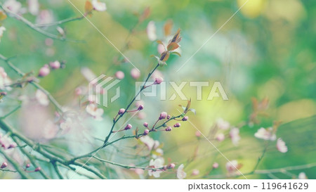 Japanese Sakura Cherry Blossoms. Beautiful Blooming Garden On A Sunny Day. Detailed Branch Blossom. 119641629