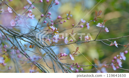 Spring Atmosphere. Beautiful Branches Of Sakura Flowers. Spring Flowering Tree. 119641630