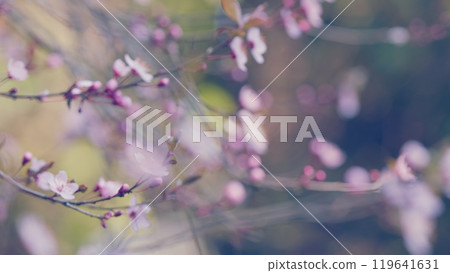 Blooming Plums In Garden. Flowers With Leaves On A Branch. Cherry Blossoms Are Blooming In Summer. 119641631