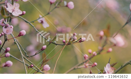 Delicate Pink Flowers On Cherry And Plum Branches In Spring Garden. Red-Leaved Cherry Plum. Delicate Pink Flowers On Cherry And Plum Branches In Spring Garden. Red-Leaved Cherry Plum. 119641632