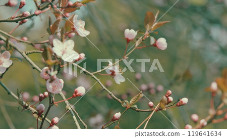 Bright Pink White Cherry Blossoms Blooming In March. Branch With Pink And White Flowers And Red Foliage. Bright Pink White Cherry Blossoms Blooming In March. Branch With Pink And White Flowers And Red Foliage. 119641634