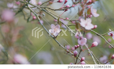 Sakura Cherry Flower Blossom In Spring. Sakura Flowers On Blurred Background At Park. 119641636