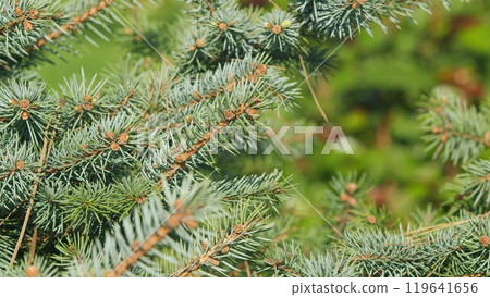 Coniferous Forest. Blue Grey Fluffy Christmas Tree Background. Branches Of Picea Pungens. Pan. Coniferous Forest. Blue Grey Fluffy Christmas Tree Background. Branches Of Picea Pungens. Pan. 119641656
