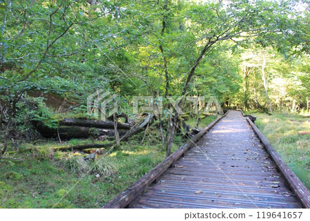 The forest and walking trails of Nasu-Shiobara Onuma Park The forest and walking trails of Nasu-Shiobara Onuma Park 119641657