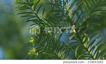 European Yew. New Bright Green With Yellow Stripes Foliage On Taxus Baccata Or Elegantissima. Nature Concept. Rack focus. European Yew. New Bright Green With Yellow Stripes Foliage On Taxus Baccata Or Elegantissima. Nature Concept. Rack focus. 119641662