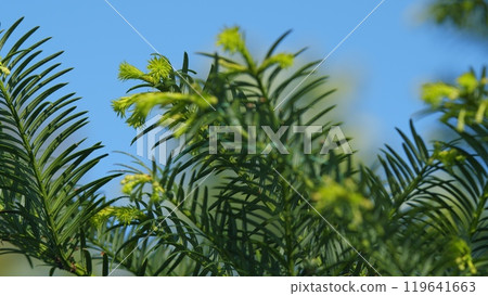 Background Of Evergreens. Yew Taxus Baccata Fastigiata Aurea. Taxus Baccata Or English Yew And European Yew. Rack focus. 119641663