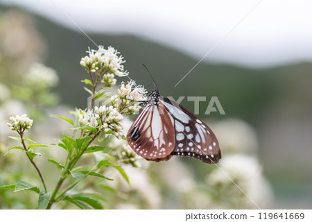 Traveling butterfly Chestnut tiger 119641669