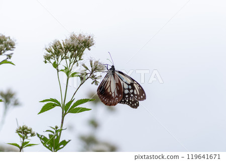 Traveling butterfly Chestnut tiger 119641671
